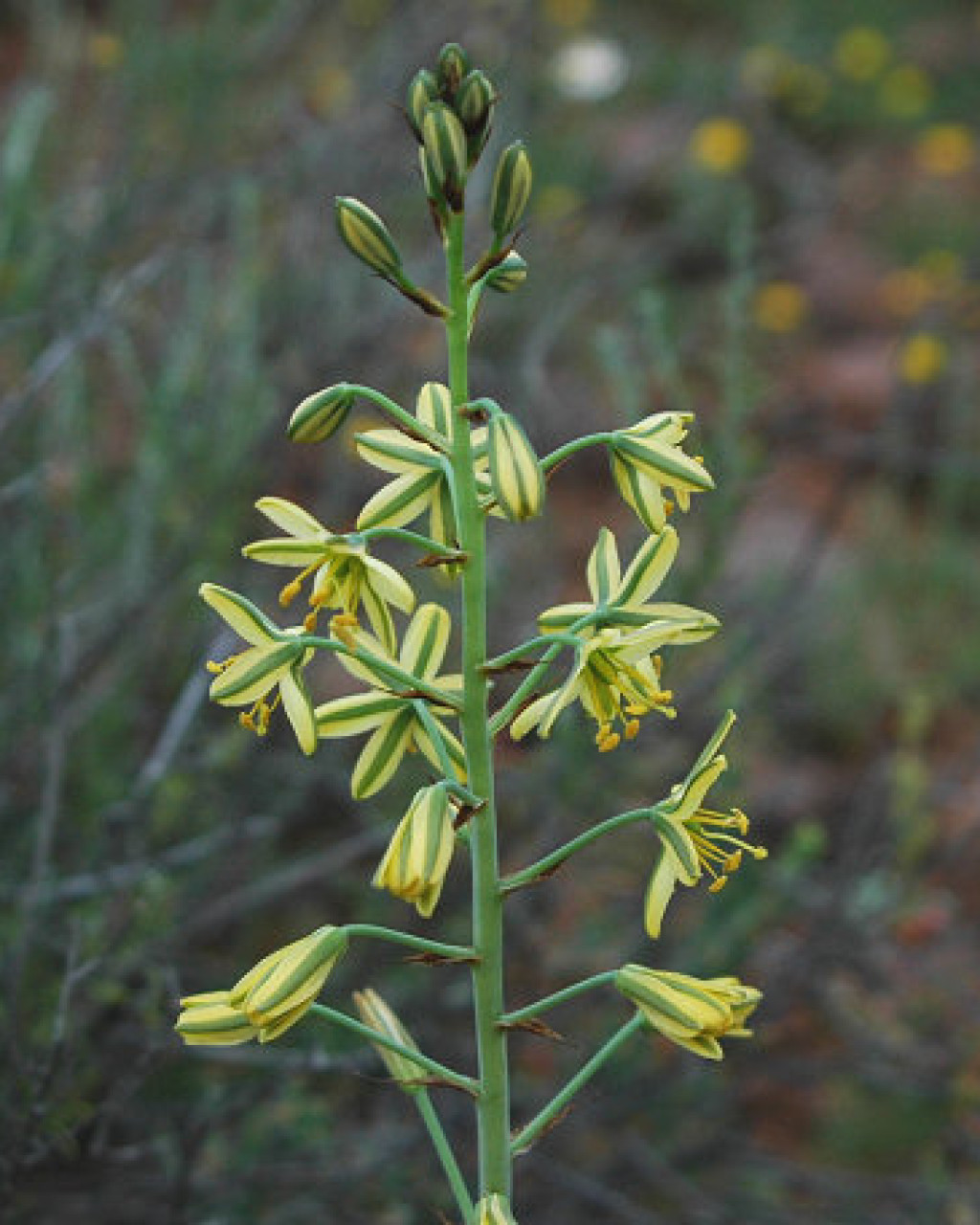 Albuca suaveolens
