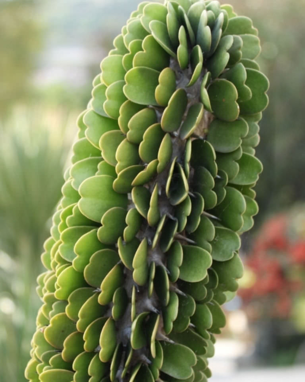 Alluaudia ascendens