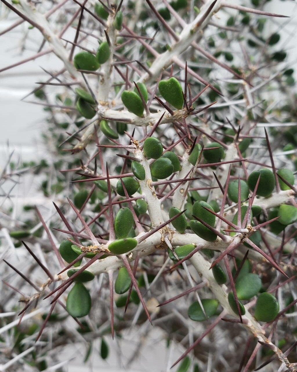 Alluaudia comosa