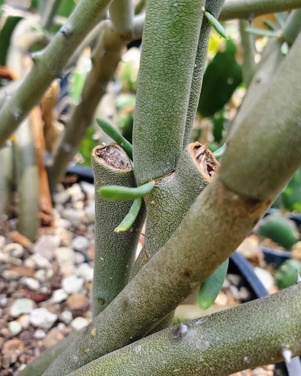 Alluaudia dumosa