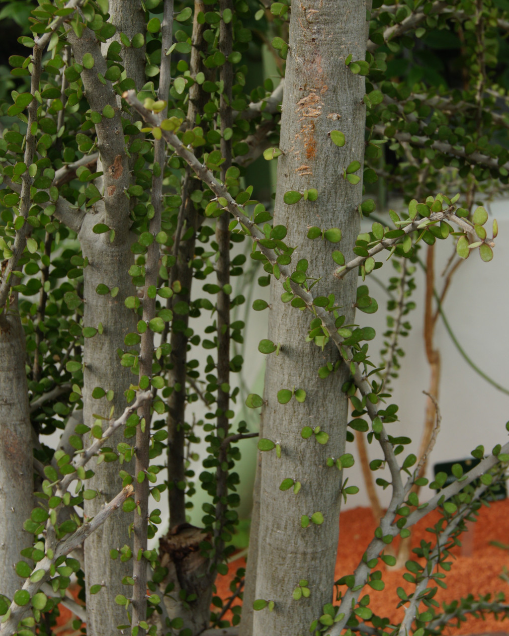 Alluaudia humbertii