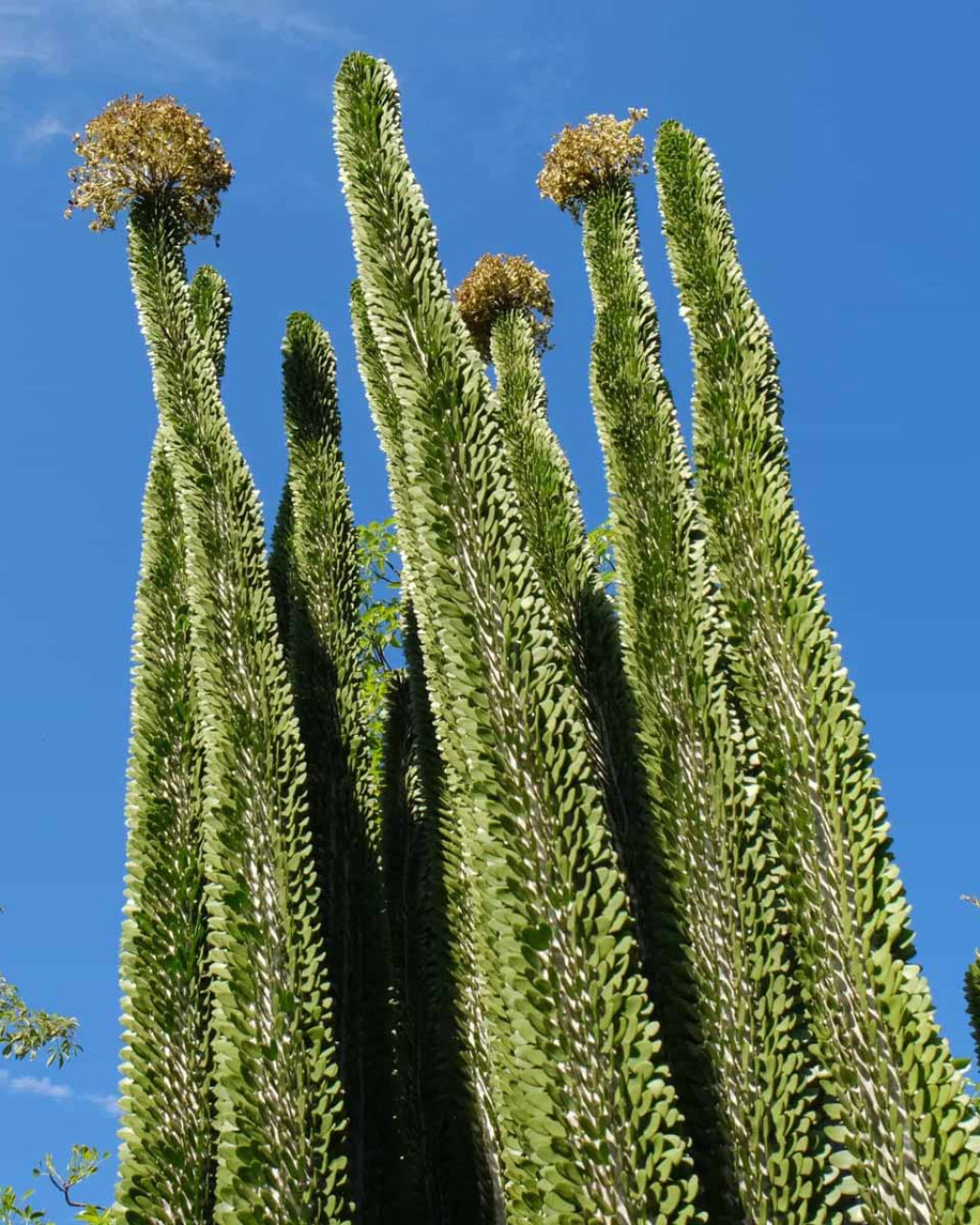Alluaudia procera