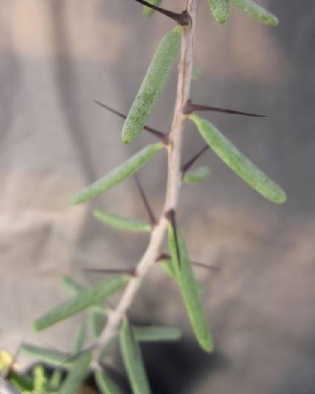Alluaudiopsis fiherensis