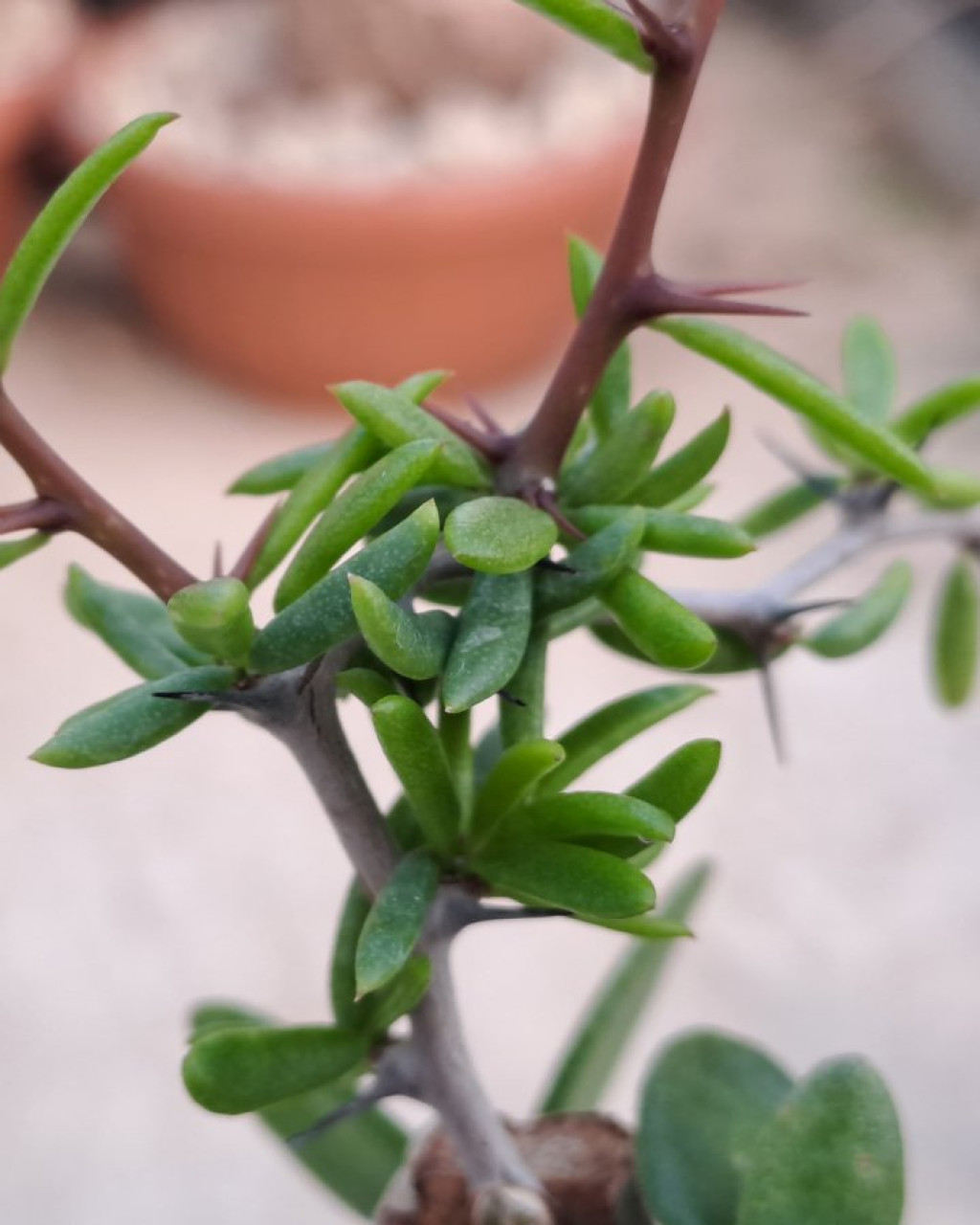 Alluaudiopsis marnieriana