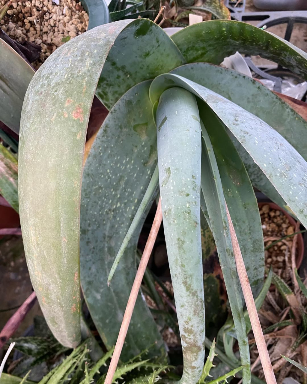Aloe abyssicola
