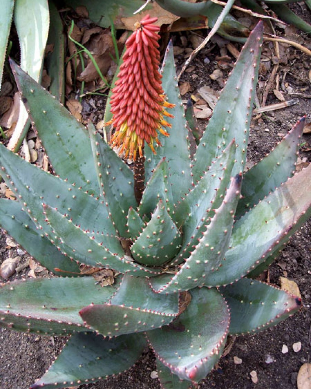 Aloe Aculeata