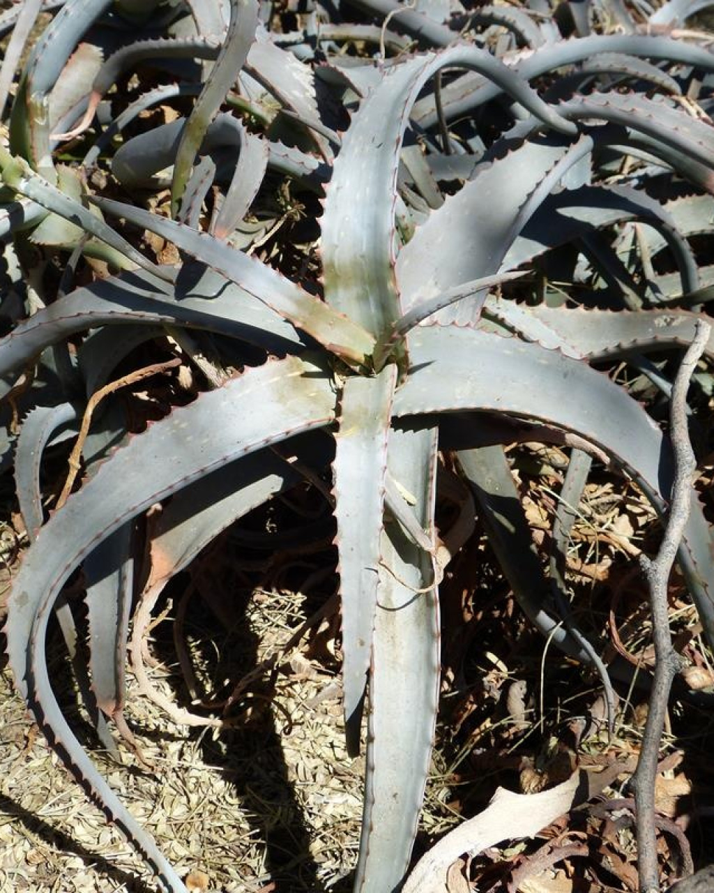 Aloe acutissima