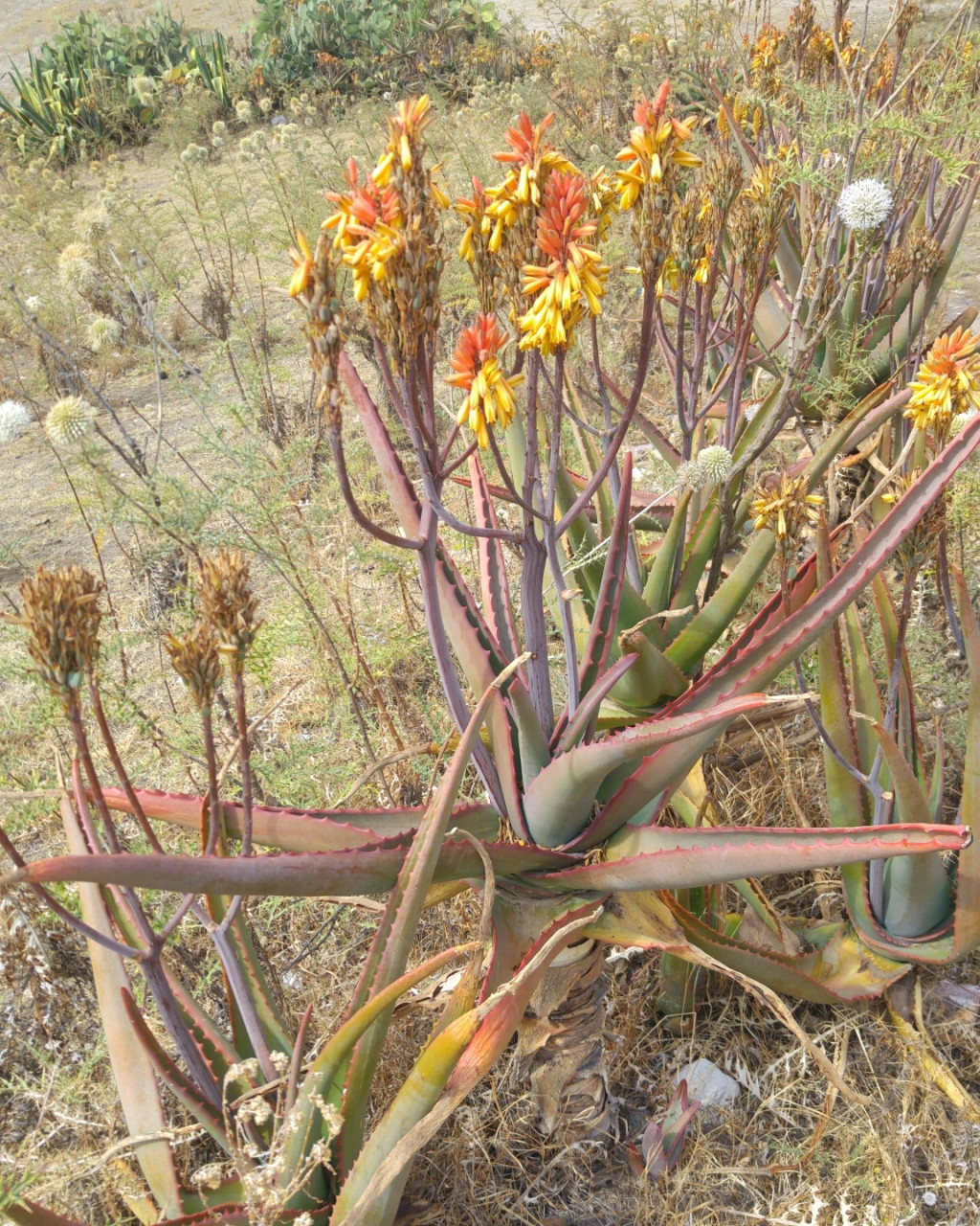 Aloe adigratana