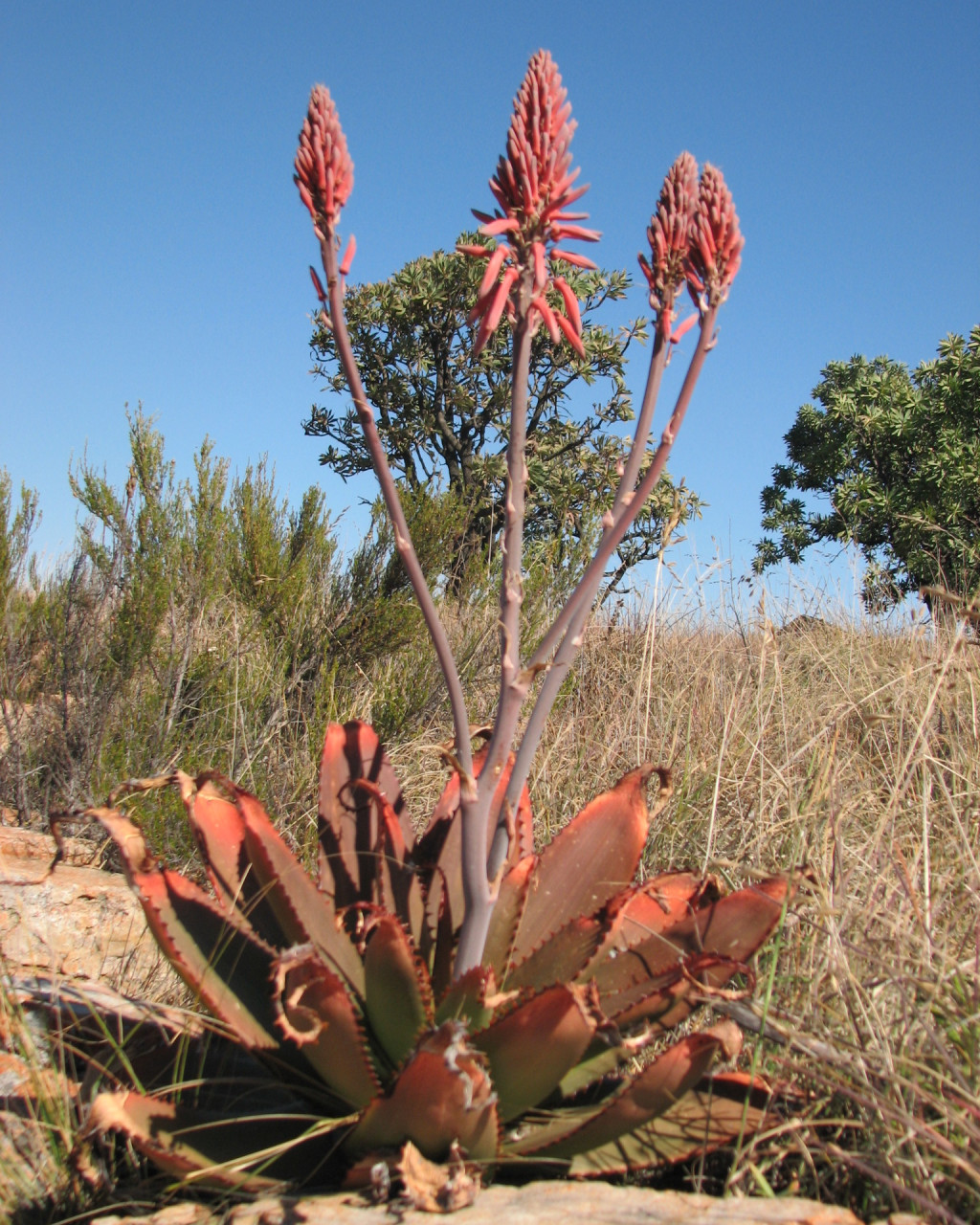 Aloe affinis