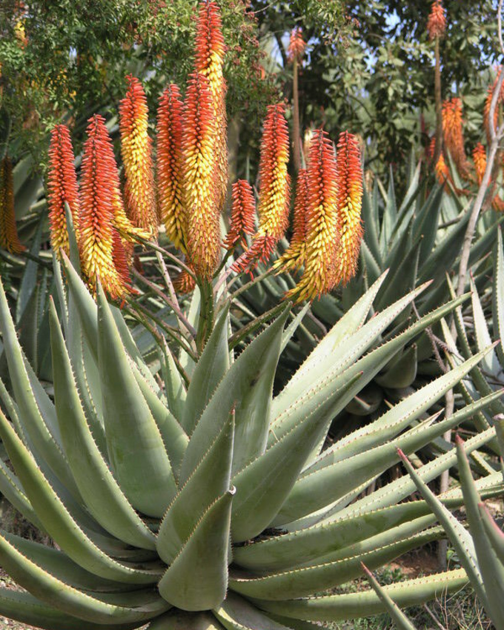 Aloe africana