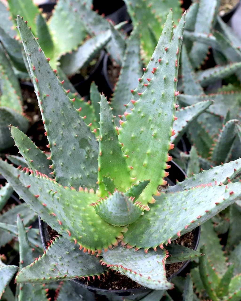 Aloe 'AJR'