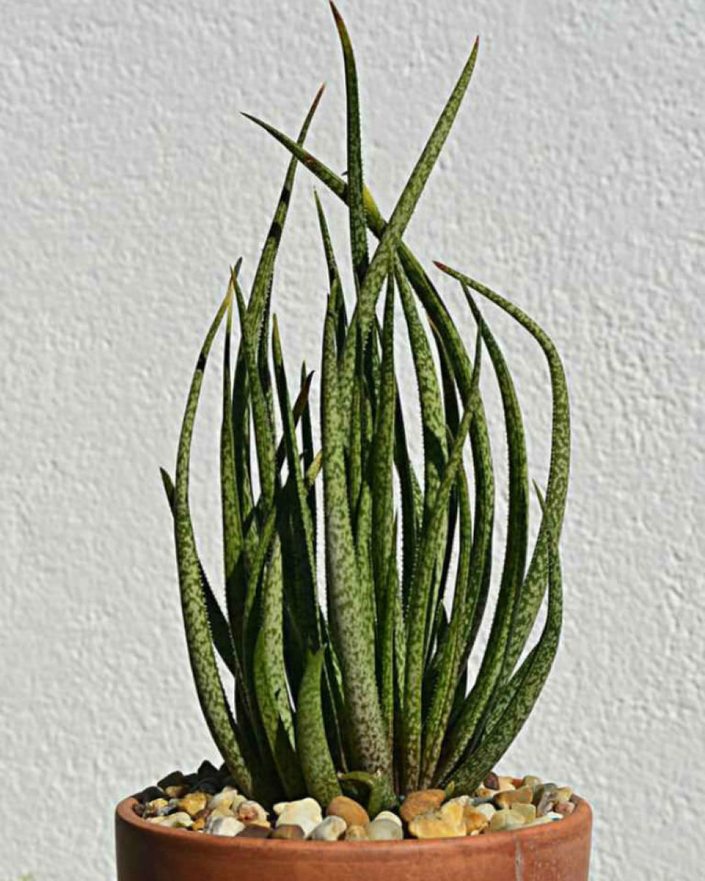 Aloe albiflora