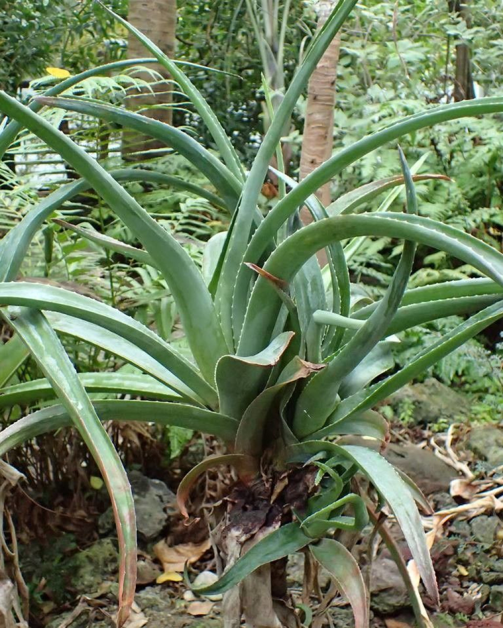 Aloe aldabrensis