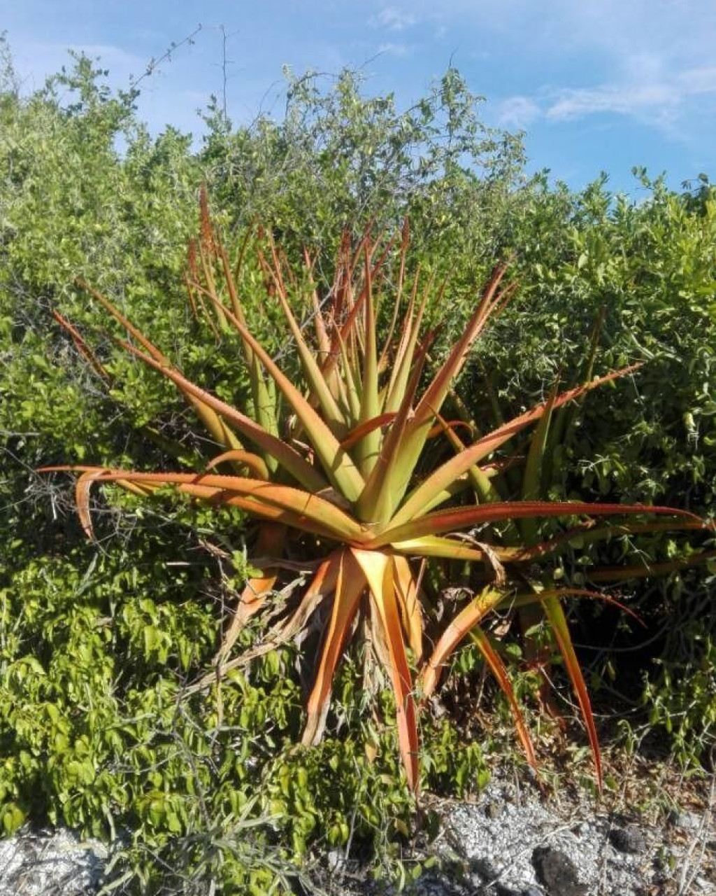 Aloe alexandrei