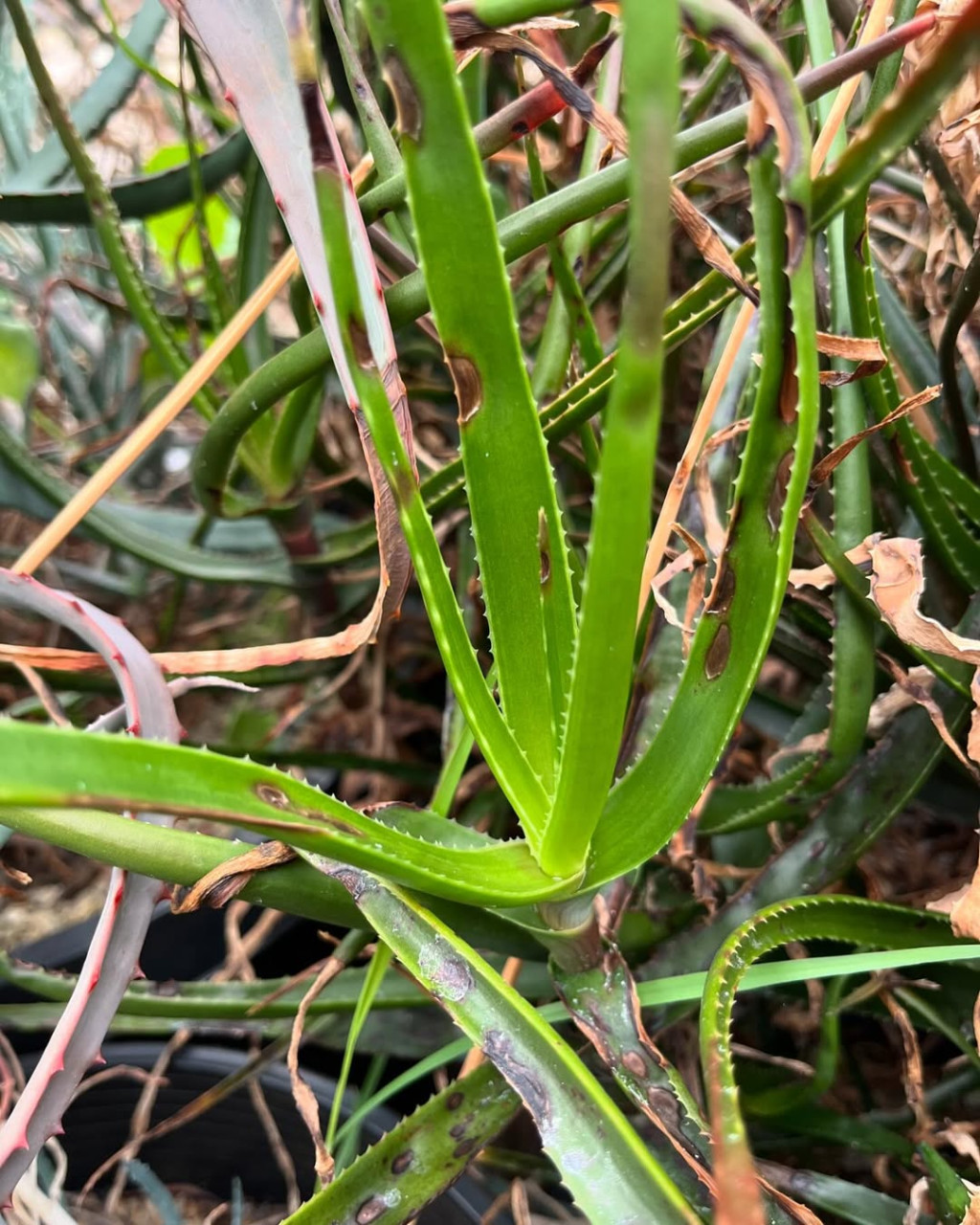 Aloe alfredii