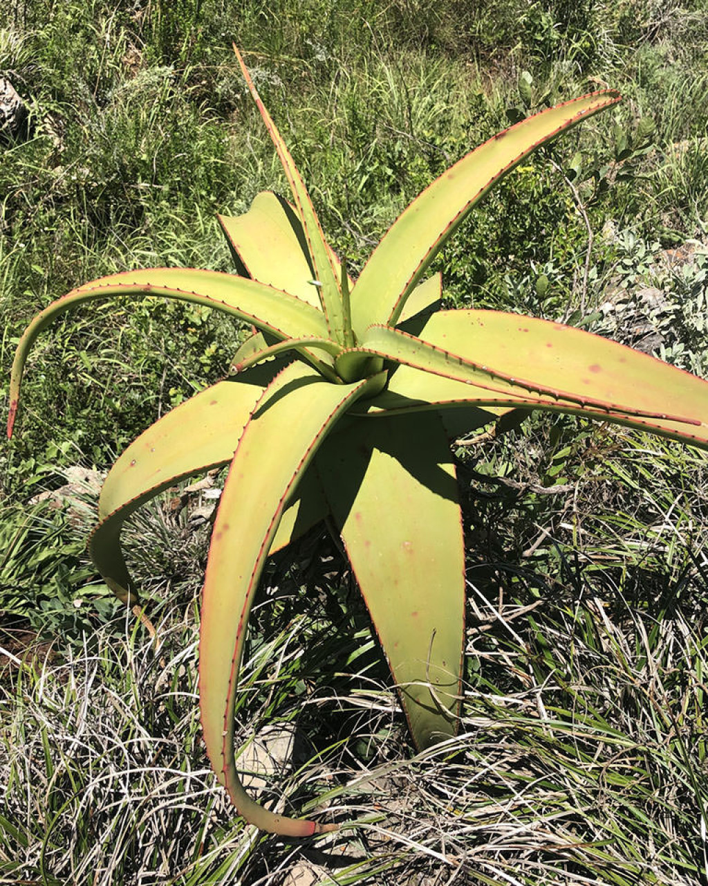 Aloe alooides