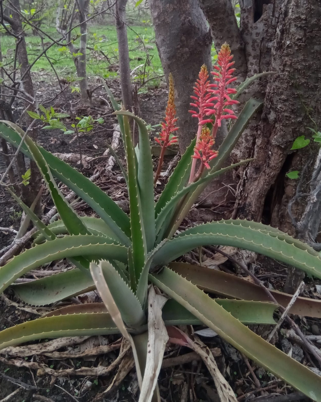 Aloe ambrensis