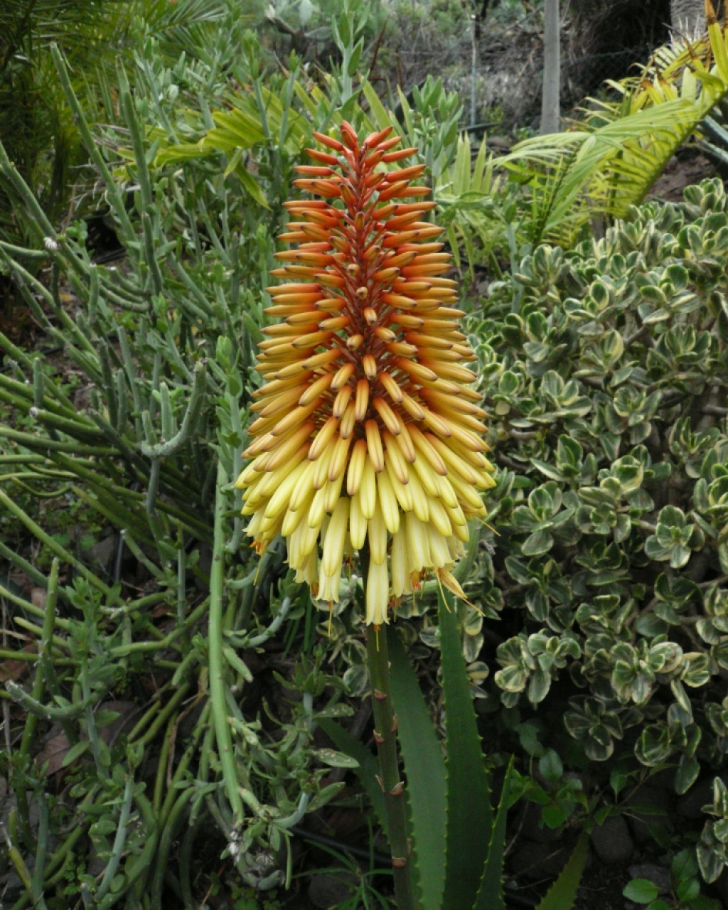 Aloe ampefyana