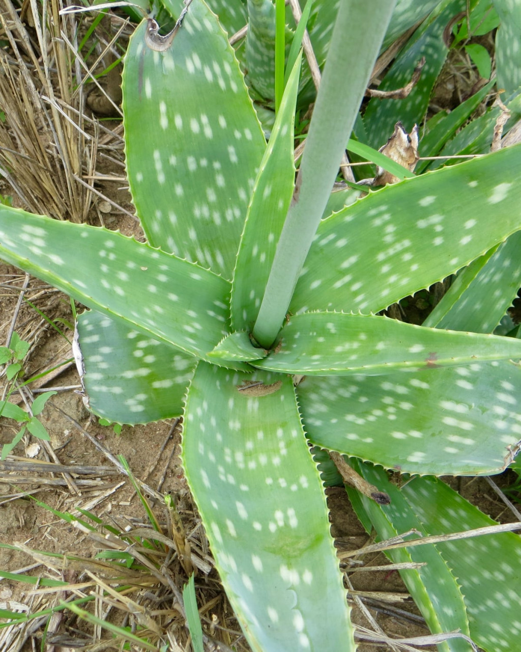 Aloe amudatensis