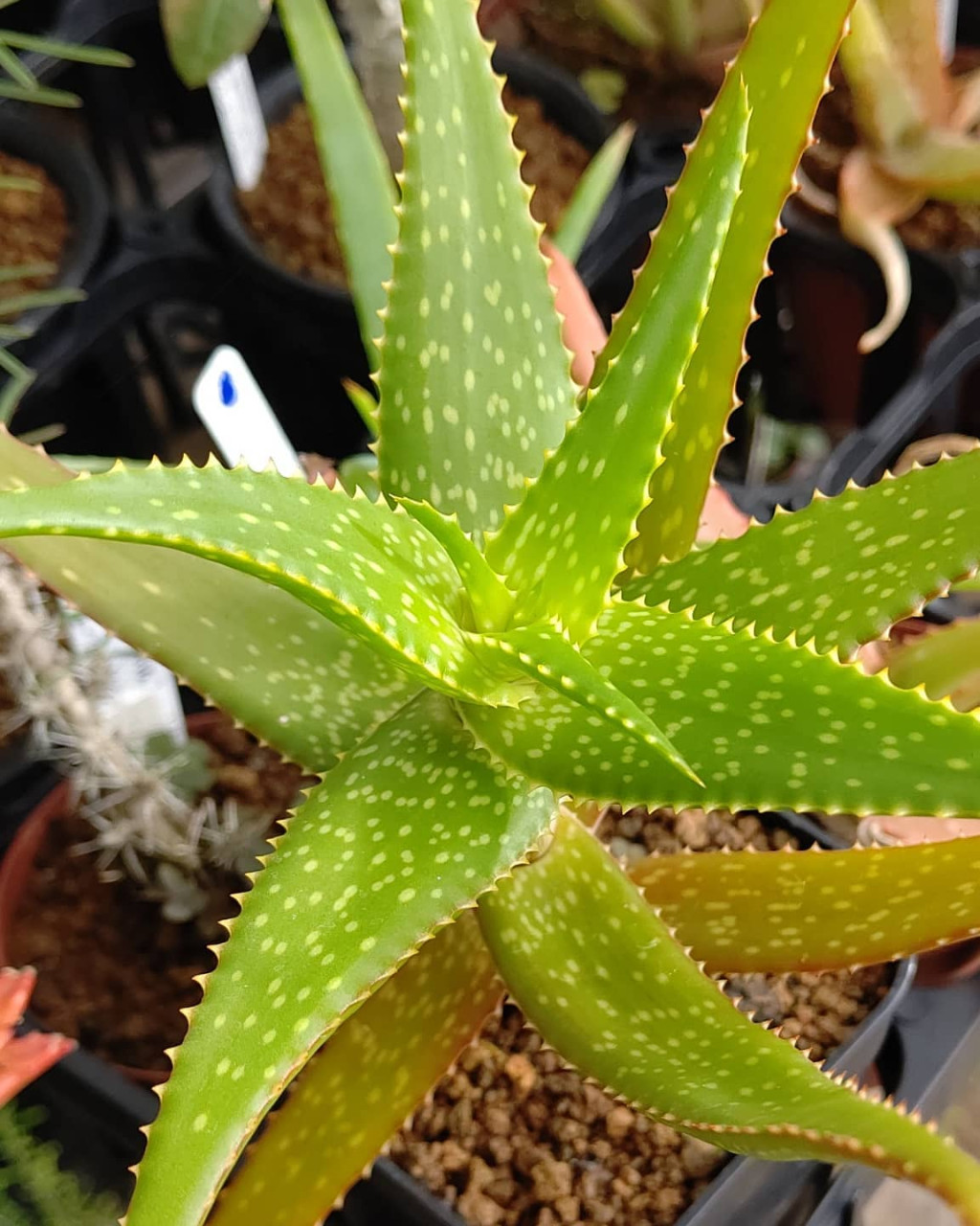 Aloe andongensis