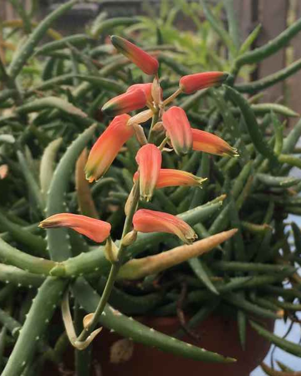 Aloe antandroi