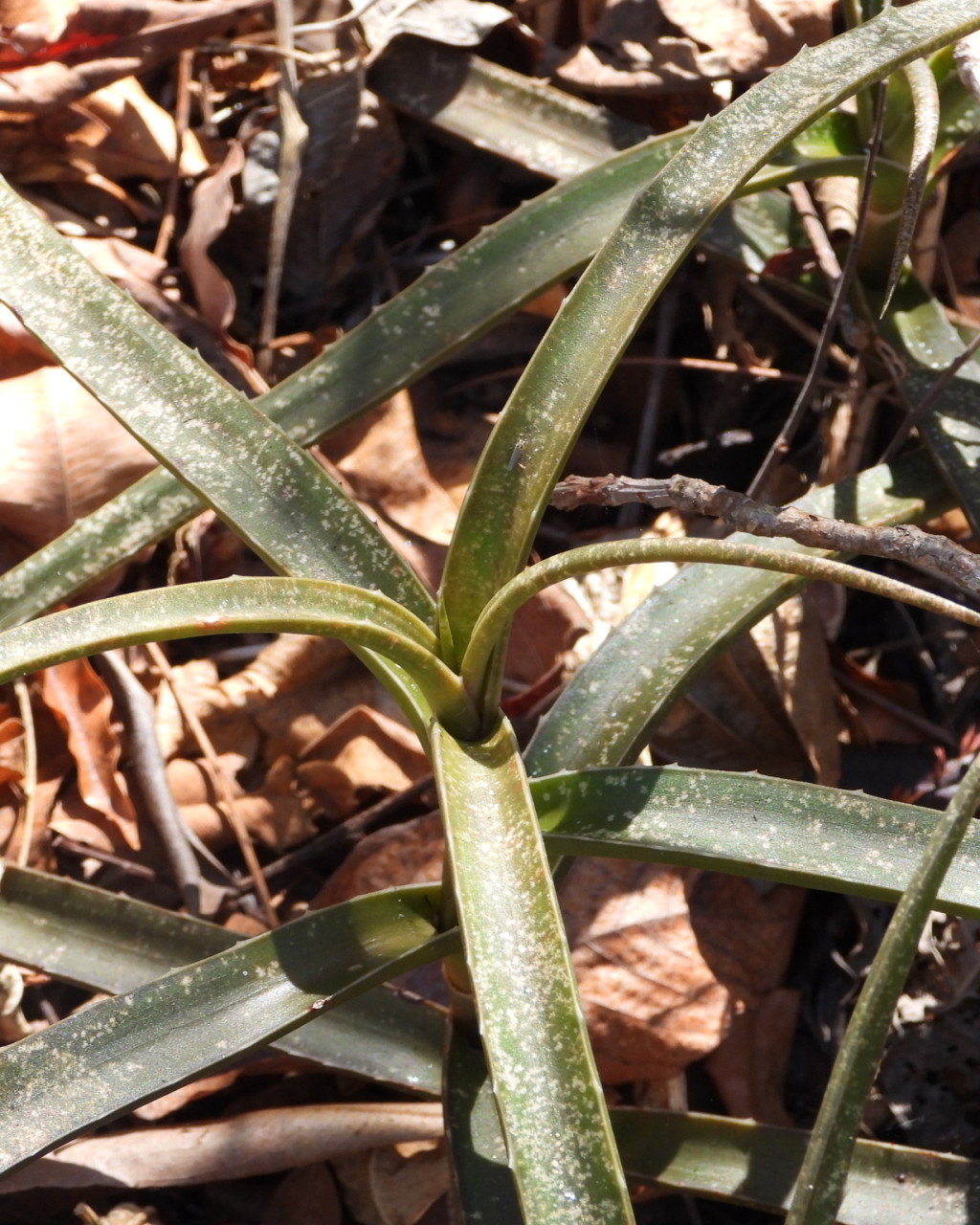 Aloe antsingyensis