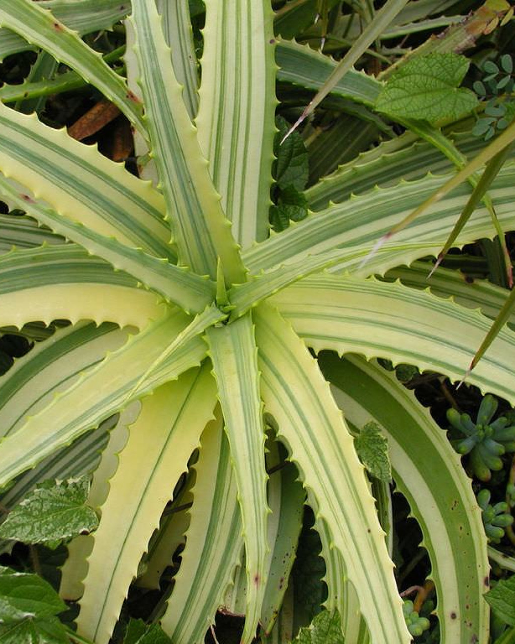 Aloe arborescens f. variegata