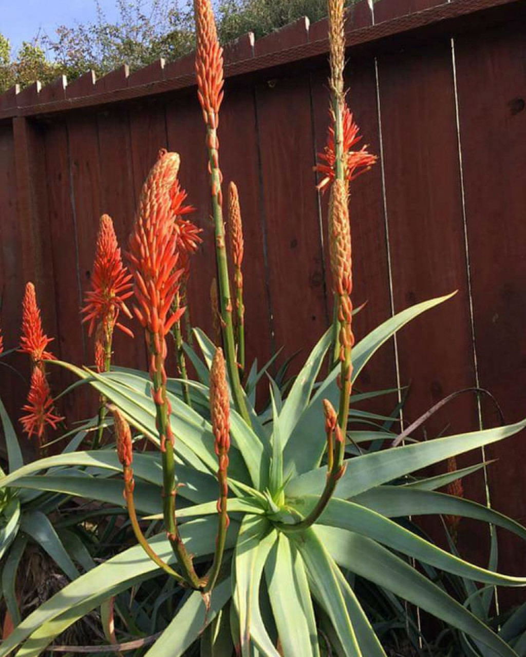 Aloe arborescens 'Spineless'
