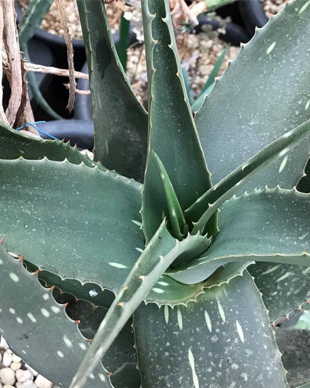 Aloe archeri
