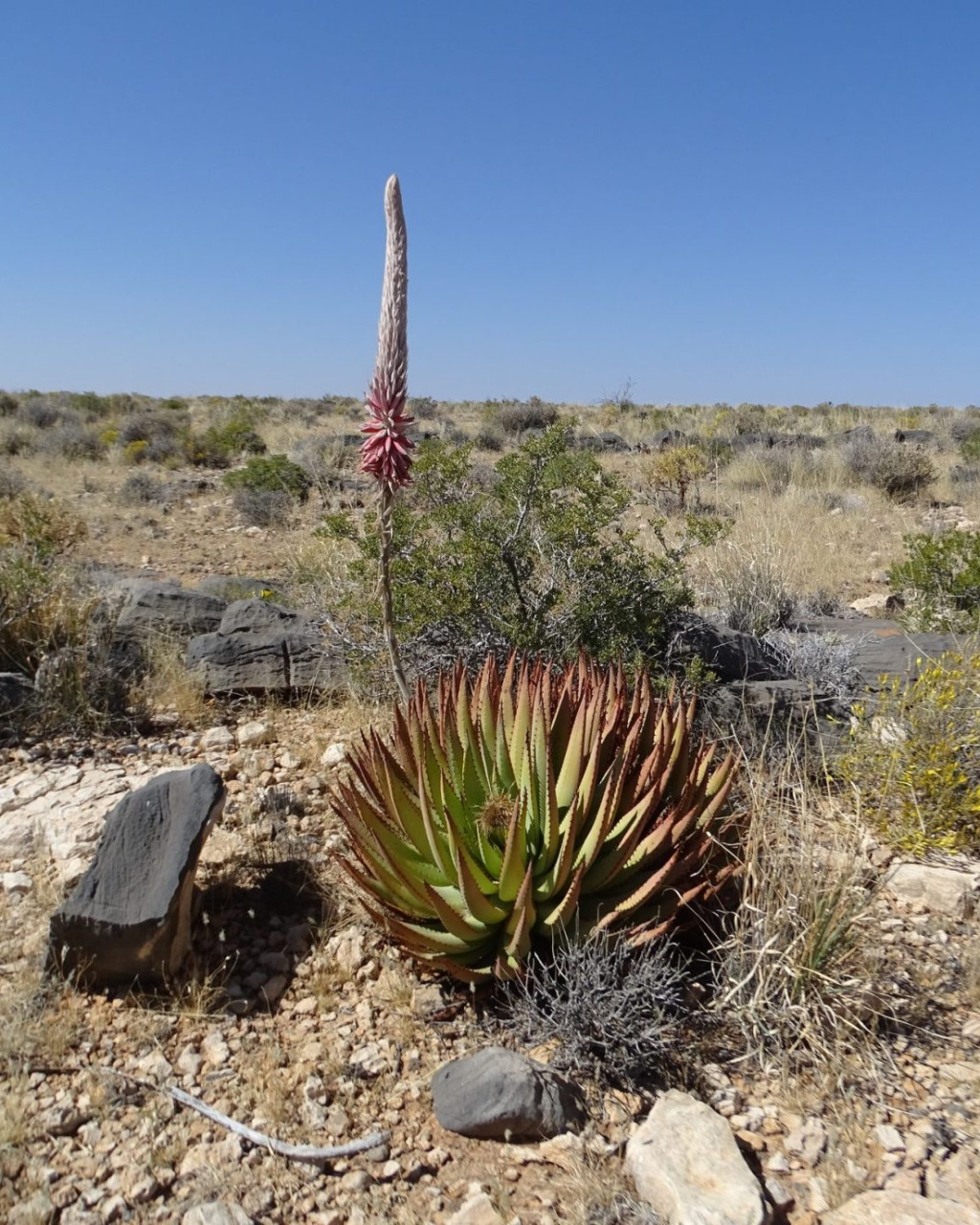 Aloe argenticauda