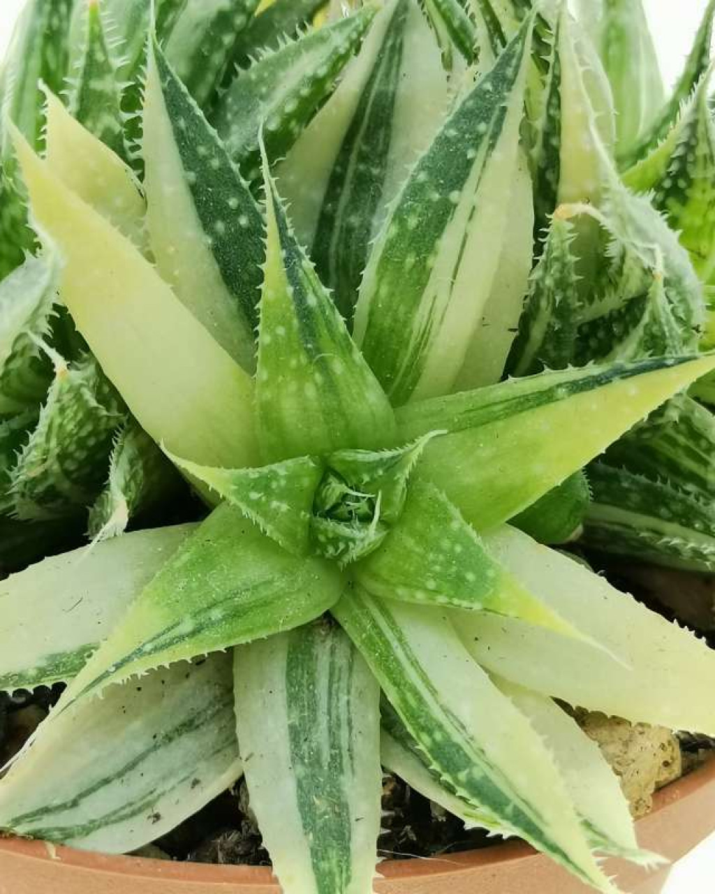 Aloe aristata f. variegata