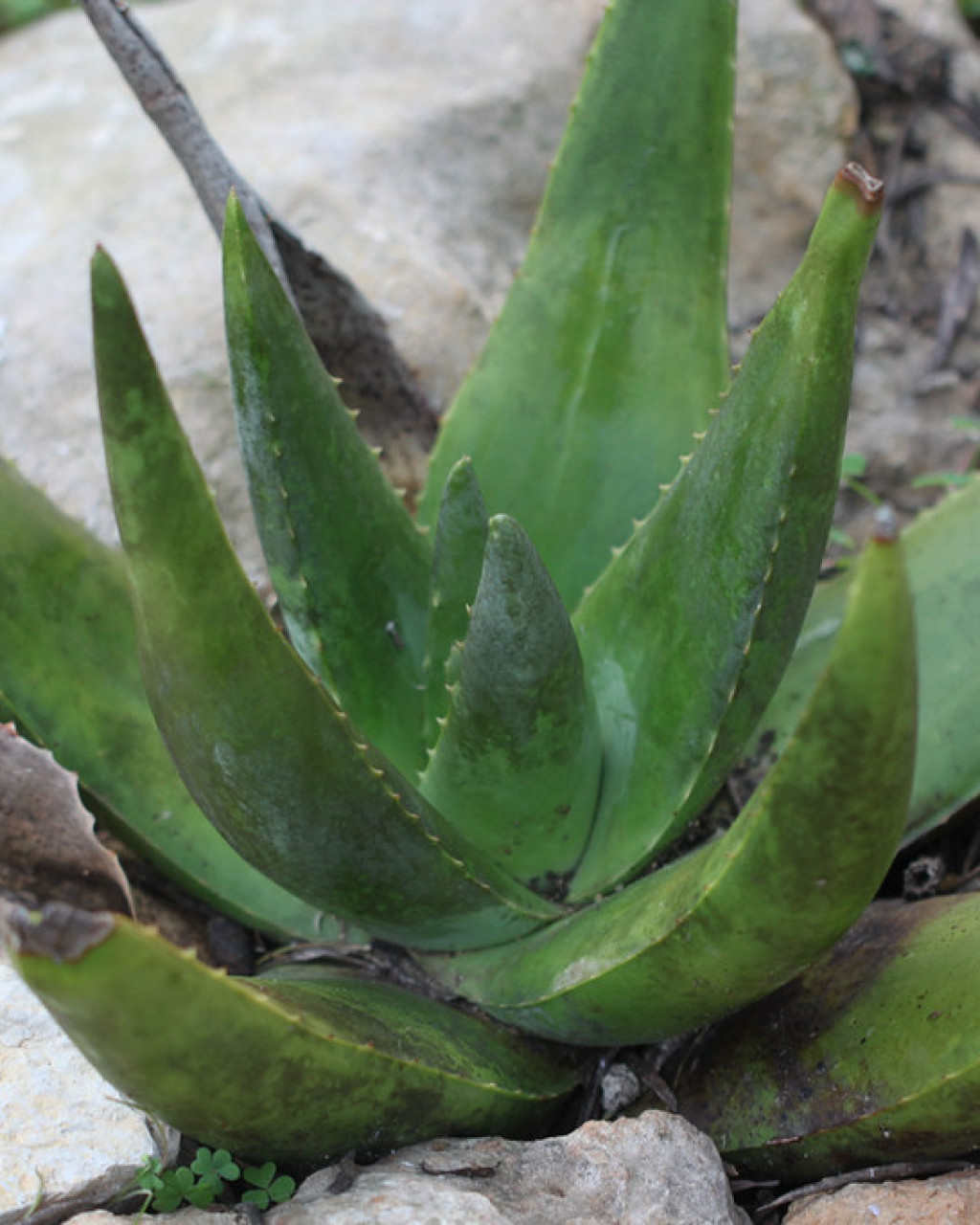 Aloe armatissima