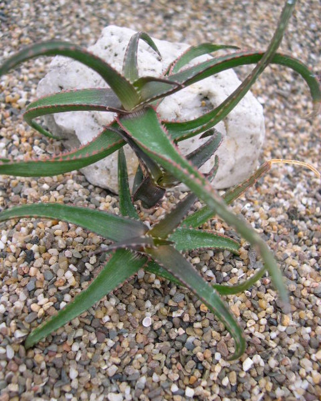 Aloe aurelienii