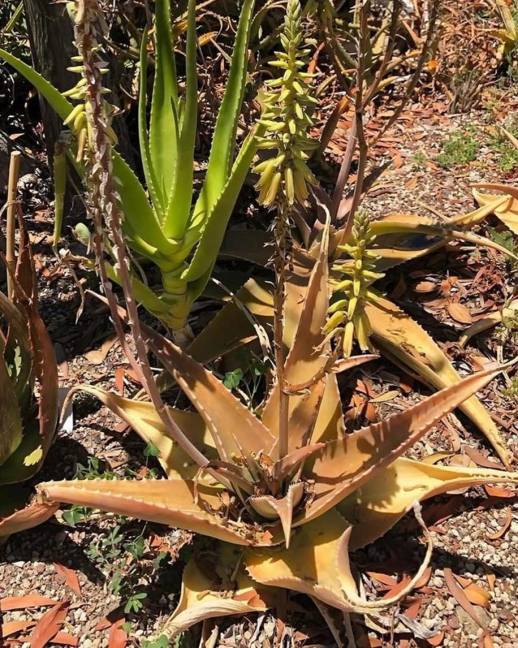 Aloe austroarabica