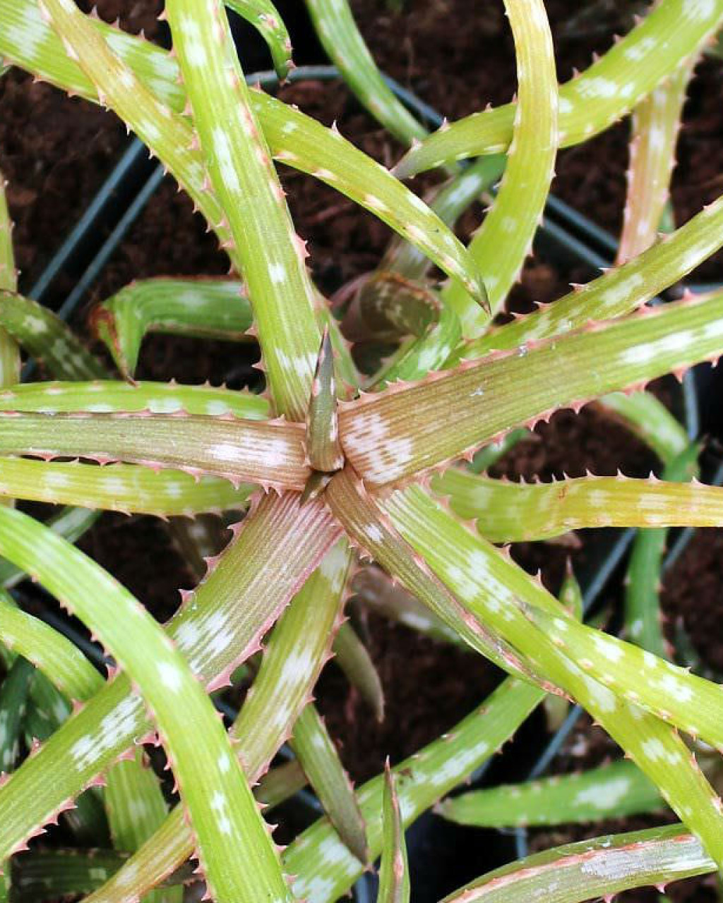 Aloe bakeri