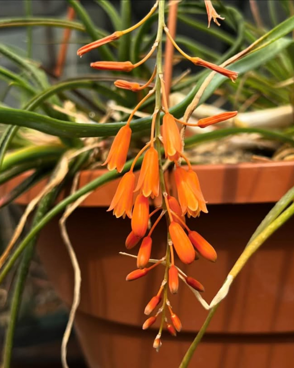 Aloe ballii