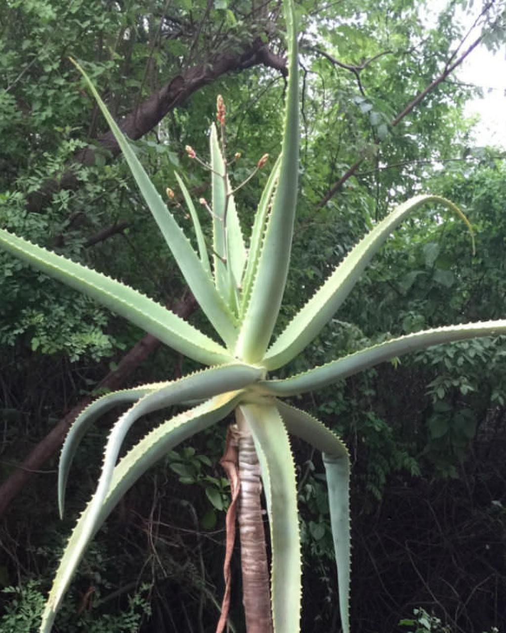 Aloe ballyi