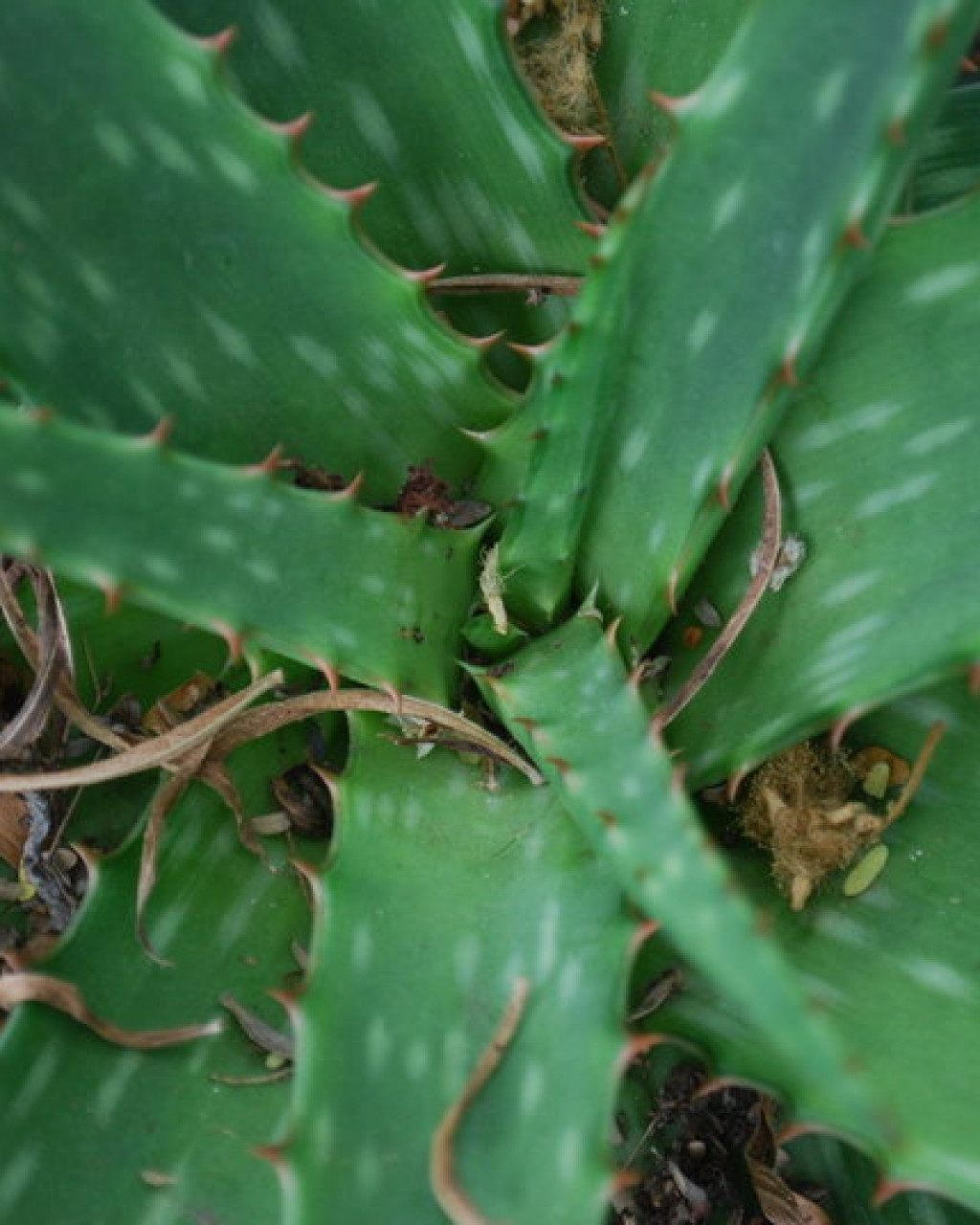 Aloe barbertoniae