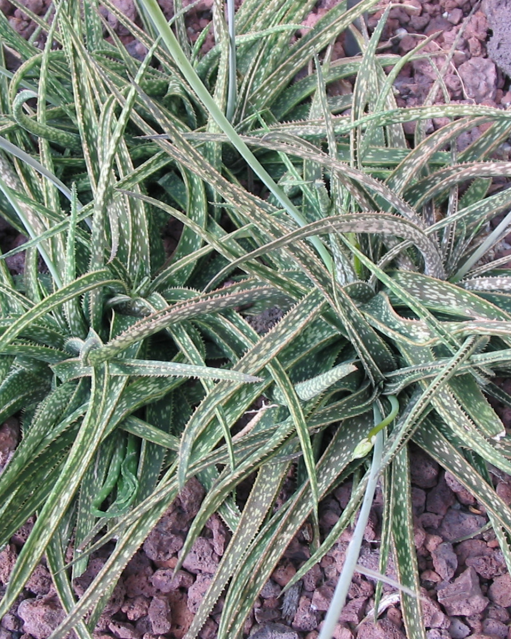 Aloe bellatula