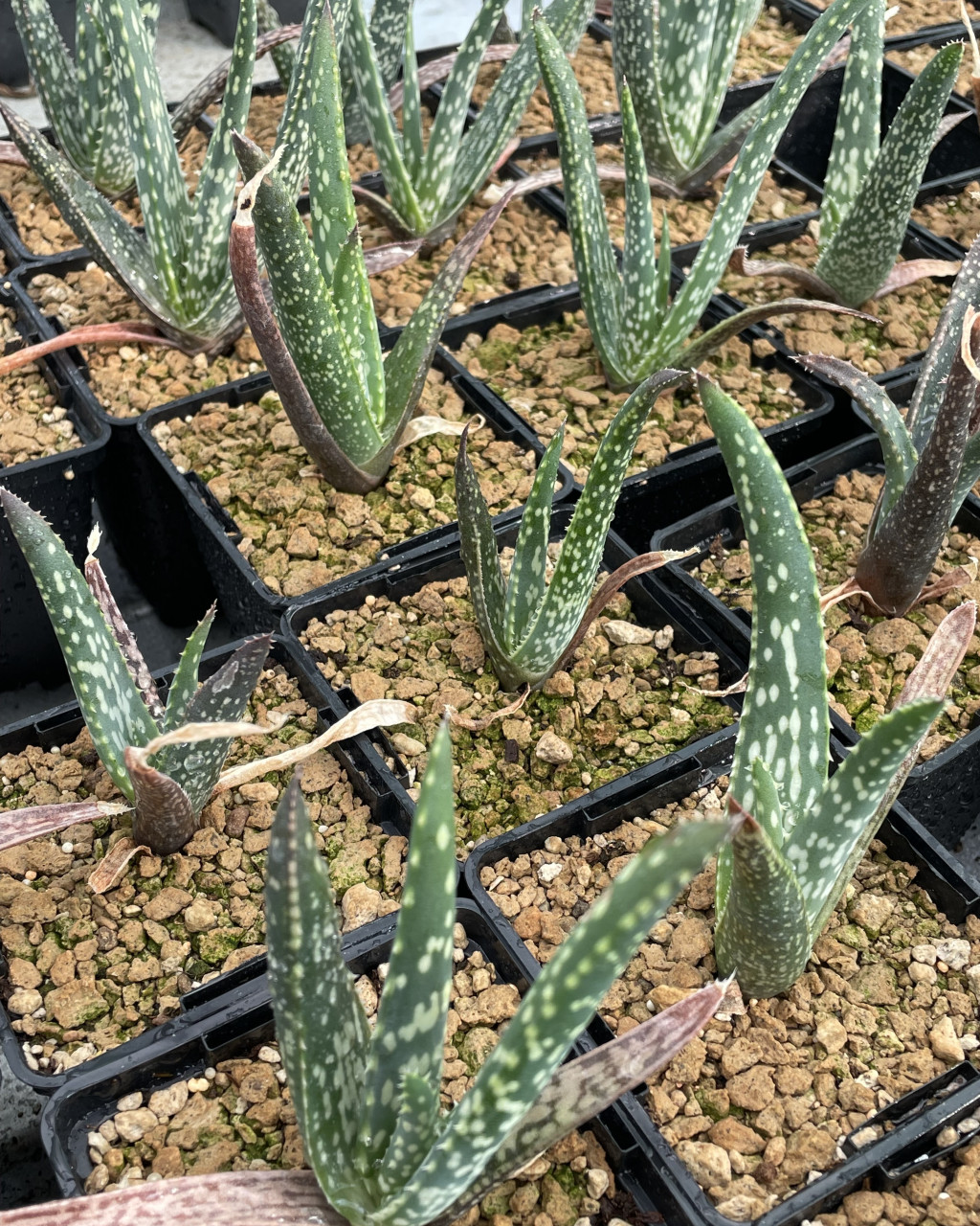 Aloe bertemariae