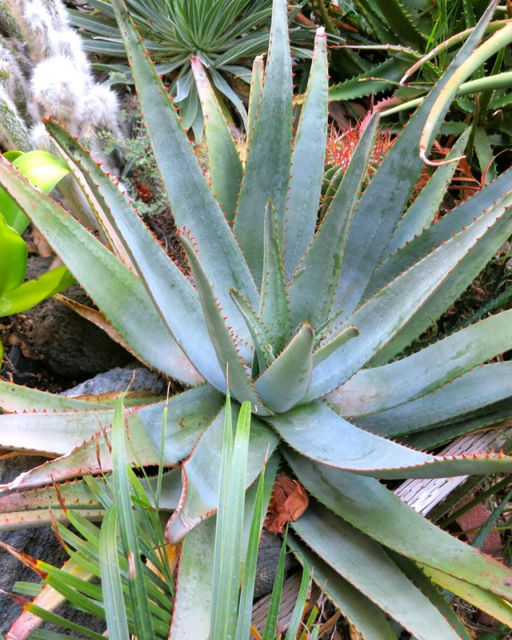 Aloe betsileensis