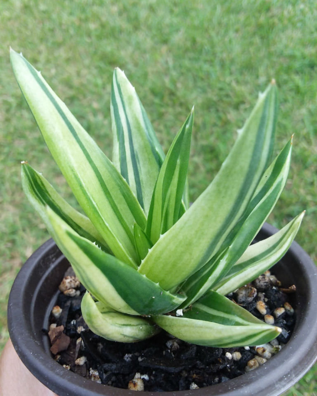 Aloe 'Black Gem Variegata'