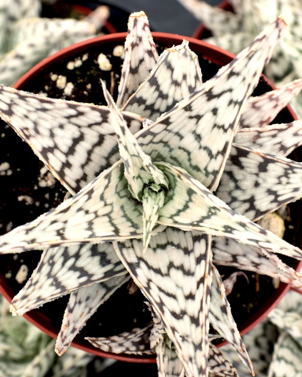 Aloe 'Blizzard'
