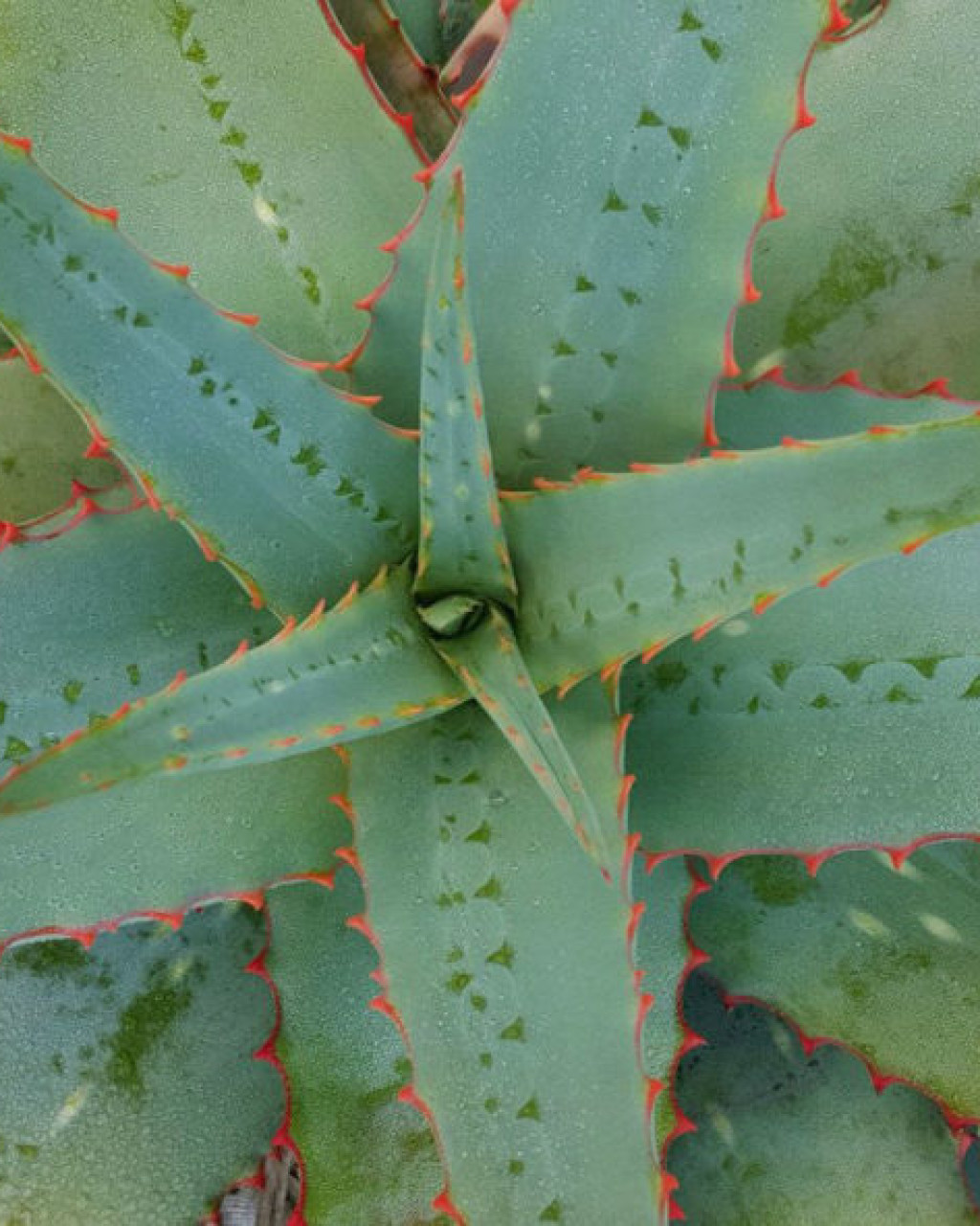 Aloe 'Blue Sky'
