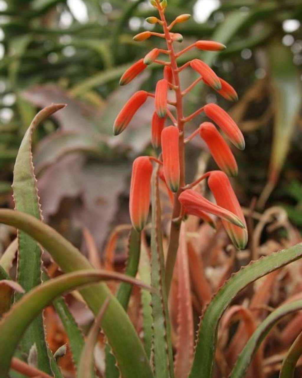 Aloe boiteaui