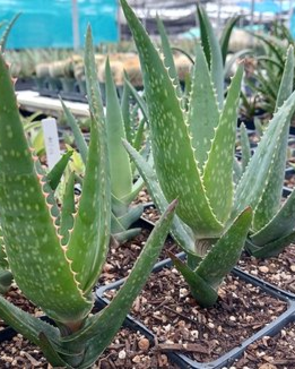 Aloe brachystachys