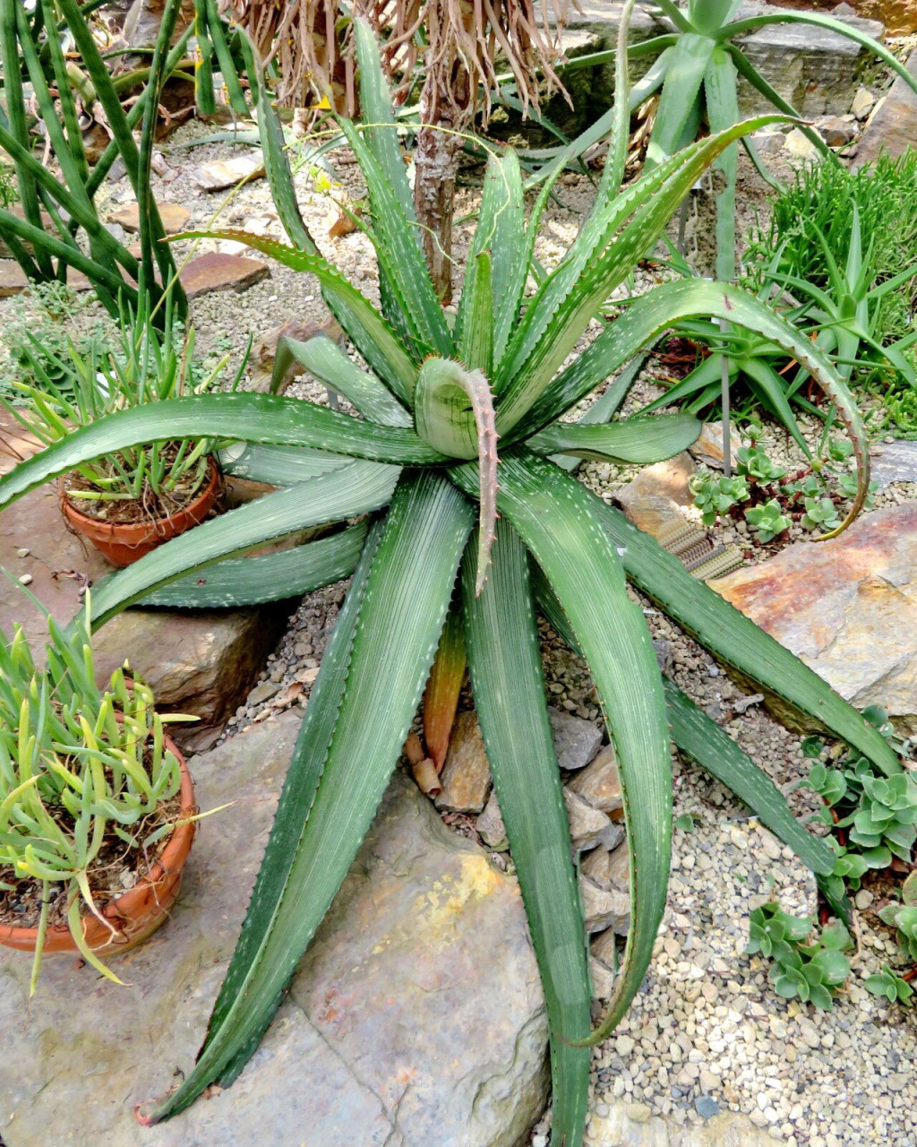Aloe branddraaiensis