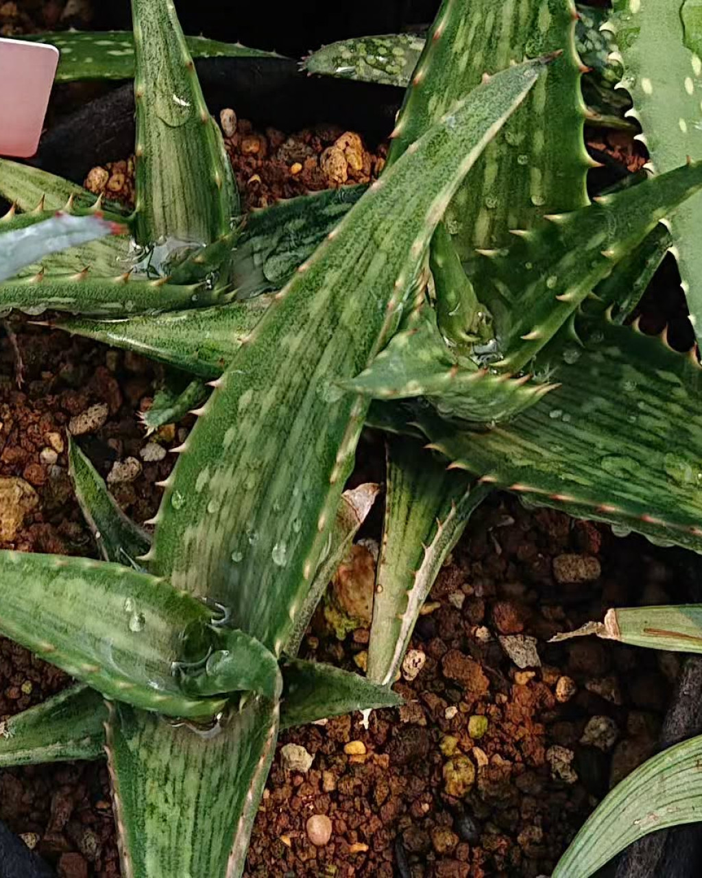 Aloe brandhamii