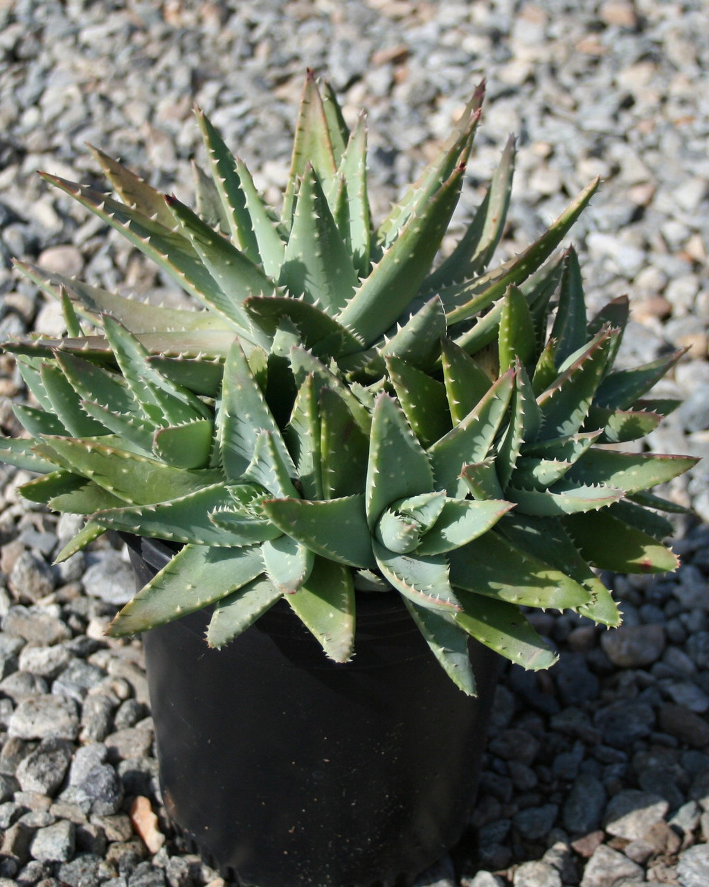 Aloe brevifolia