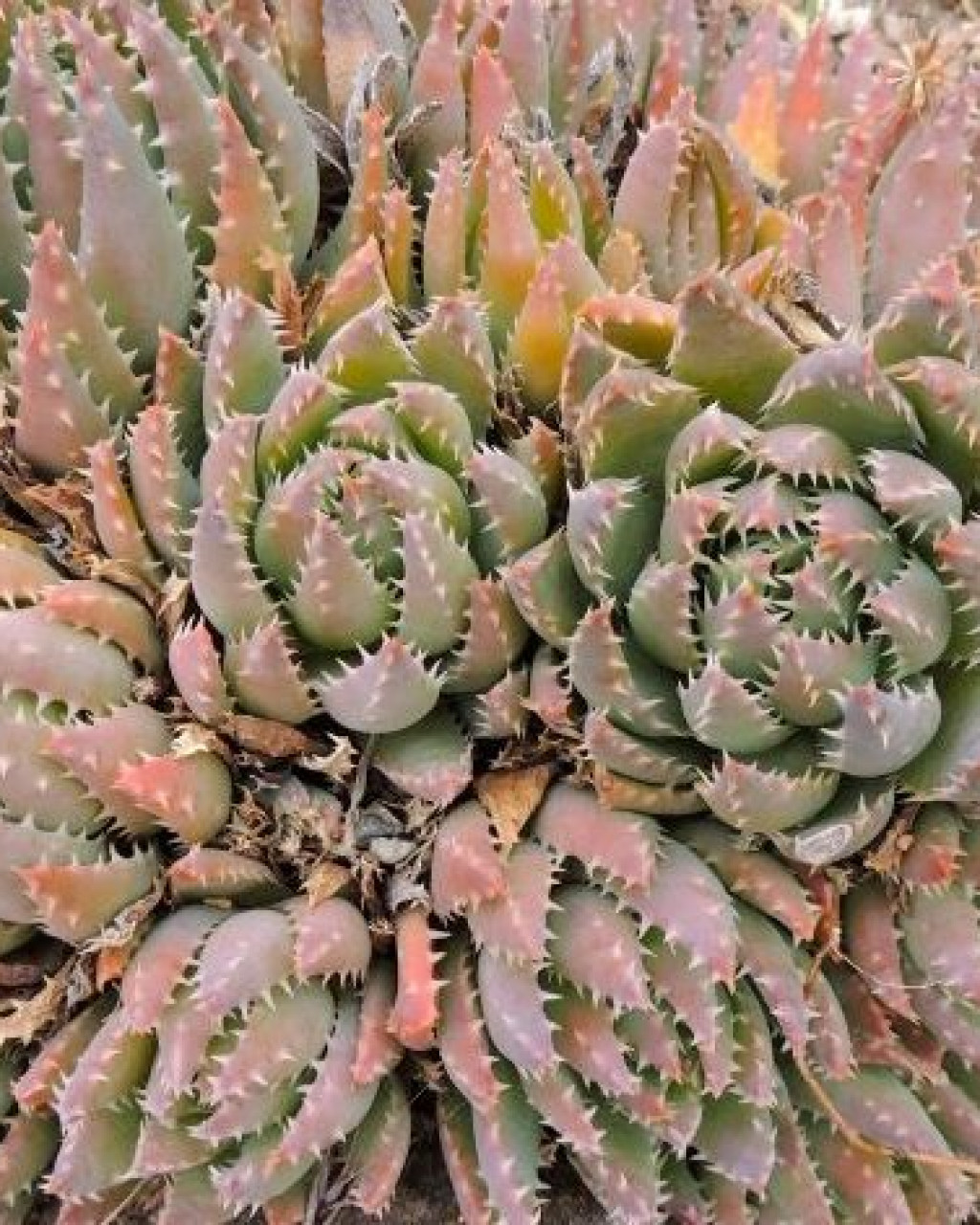 Aloe brevifolia var. depressa